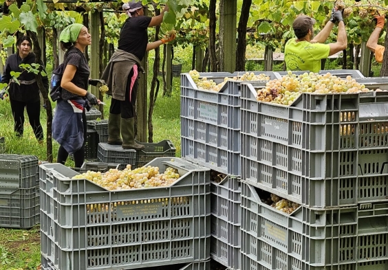 Bodegas Castro Martin Fruit for collection