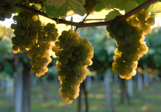 Bodegas Castro Martin Grapes
