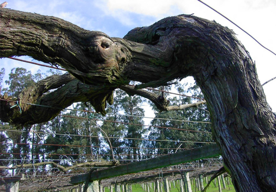 Bodegas Castro Martin Old vine