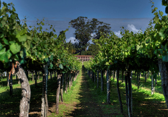 Bodegas Castro Martin Pazo Summer 2
