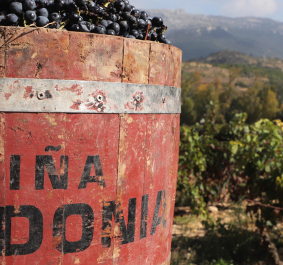 Rote Holzkiste mit Trauben im Weinberg vor Bergkulisse.