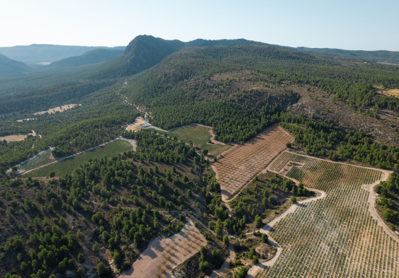 Bodegas Saura Landschaft
