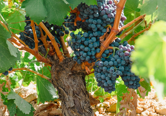 Bodegas Saura Rebe Trauben