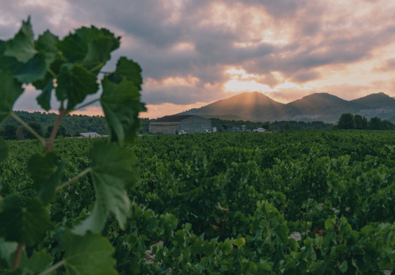 Bodegas Saura Reben