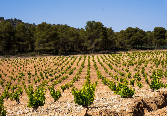 Bodegas Saura Weingarten Bushvines