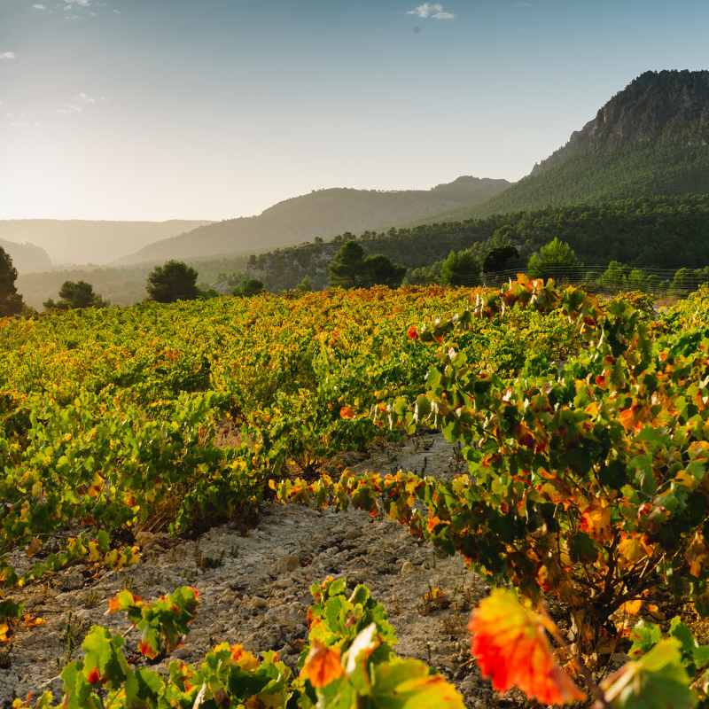 Bodegas Saura Weingarten Landschaft Huegel Berge