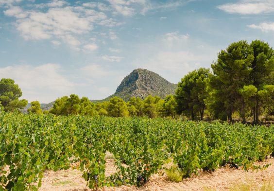 Bodegas Saura Weingarten