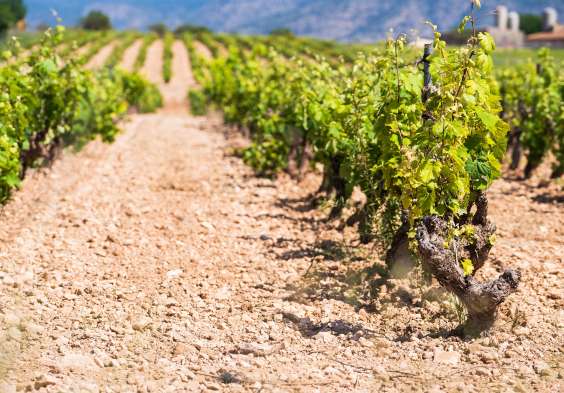 Bodegas Saura 