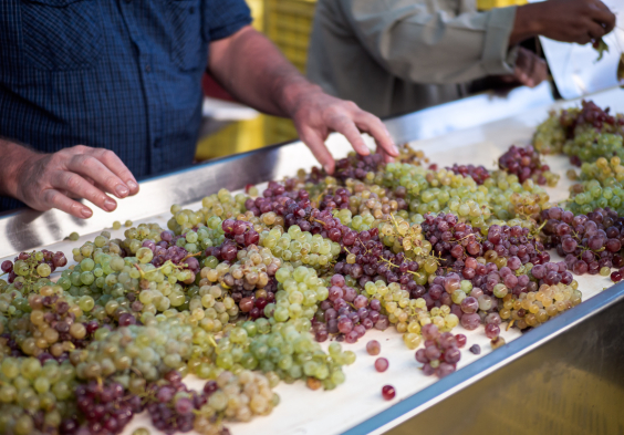 Boekenhoutskloof Harvest 2016 00010