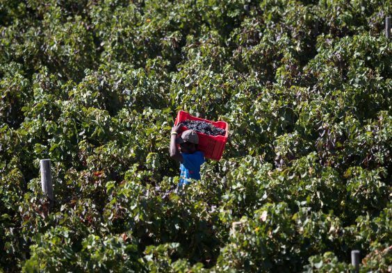 Boekenhoutskloof Harvest 2018 00003