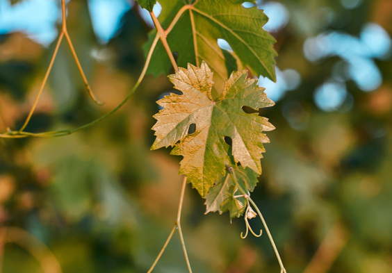 Bricco Maiolica 2022 Blatt