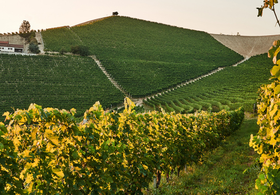 Bricco Maiolica 2022 Huegel