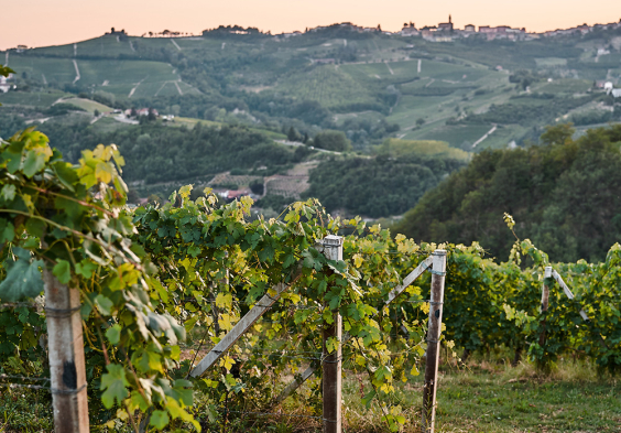 Bricco Maiolica 2022 Weingarten 2