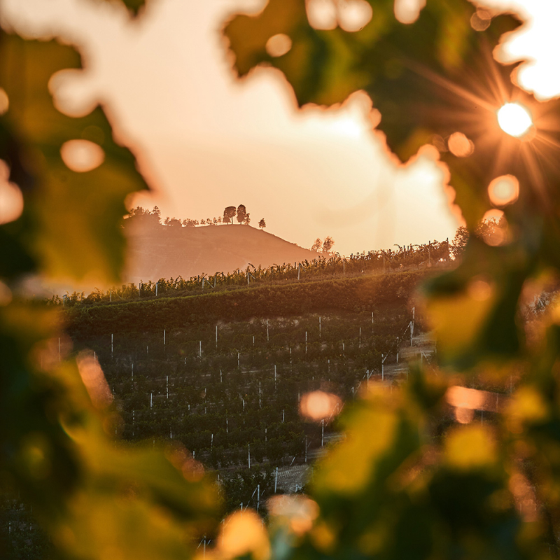 Bricco Maiolica Weingarten 2022