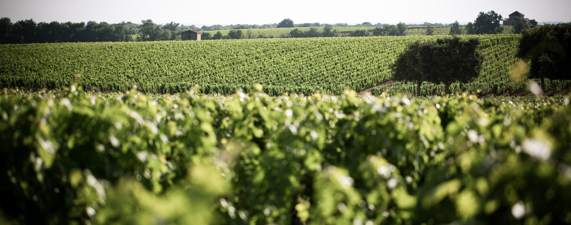 Weinberge erstrecken sich über sanfte Hügel mit vereinzelten Gebäuden im Hintergrund.