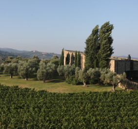 Weingutlandschaft mit Olivenbäumen, Zypressen und steinernem Gebäude im Hintergrund.