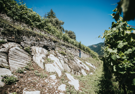 Cantine Garrone Terroir