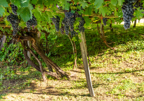 Cantine Garrone Trauben