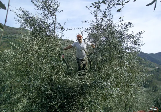 Cassini Baum