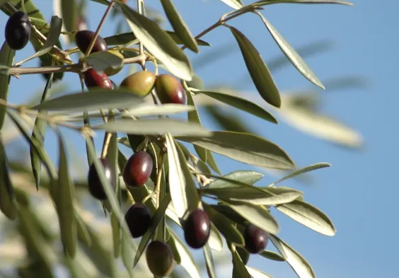 Cassini Olive