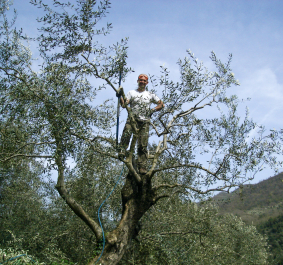 Person auf Olivenbaum mit Berglandschaft im Hintergrund.