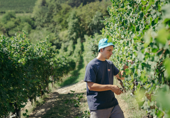 Castello di Perno Tommaso, enologist