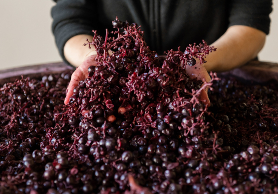 Chiara Condello Maische 2