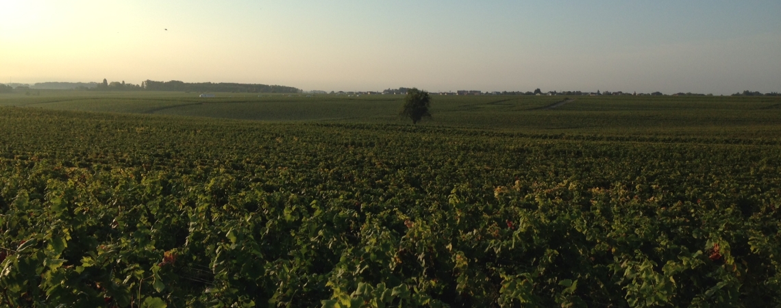 Weinberglandschaft bei Sonnenuntergang, mit üppigem Grün und weitem Horizont.