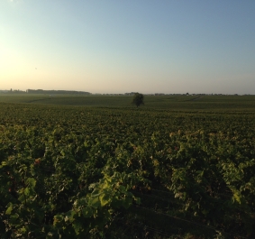 Weinberglandschaft bei Sonnenuntergang, mit üppigem Grün und weitem Horizont.