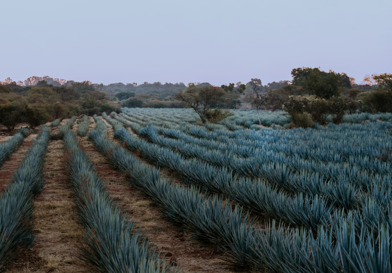 Clase Azul T&C TP 2023 Agave 1