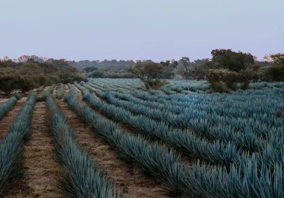 Clase Azul T&C TP 2023 Agave 1