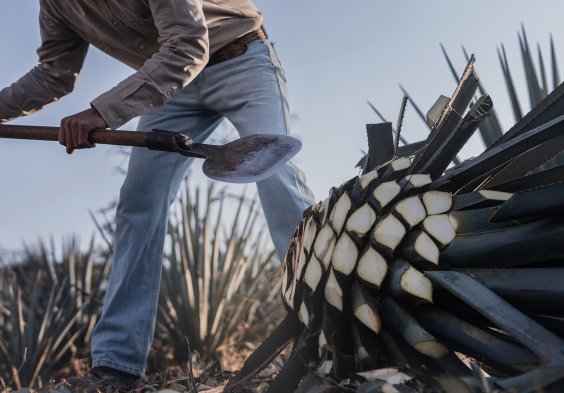 Clase Azul T&C TP 2023 Jima 15