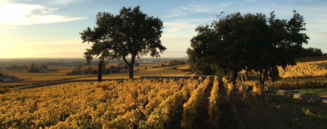 Weinberg im Sonnenuntergang mit blauem Himmel und zwei Bäumen.