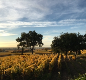 Weinberg im Sonnenuntergang mit blauem Himmel und zwei Bäumen.