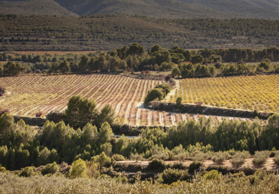 Clos de Lom Bodegas Herseca