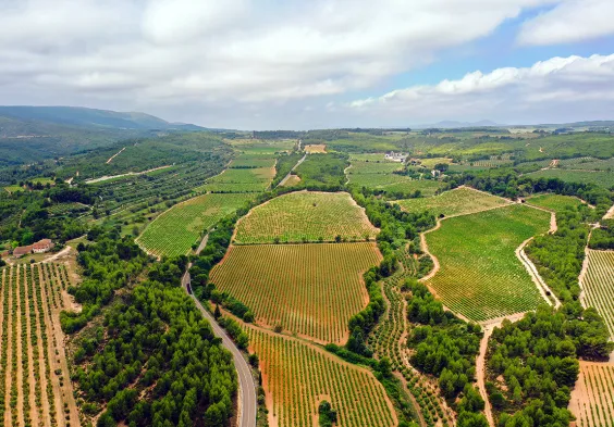 Clos de Lom Weingarten