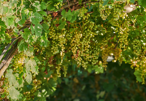 Col Sandago 2022 Trauben