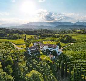 Weitläufige Weinberge umgeben von grünen Hügeln unter strahlendem Sonnenschein.