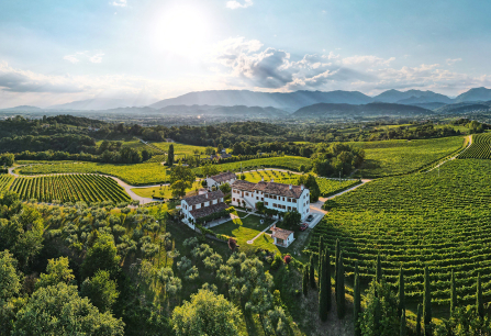 Weitläufige Weinberge umgeben von grünen Hügeln unter strahlendem Sonnenschein.