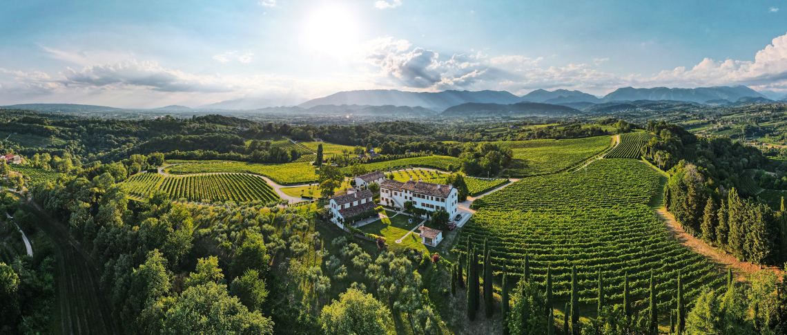 Weitläufige Weinberge umgeben von grünen Hügeln unter strahlendem Sonnenschein.