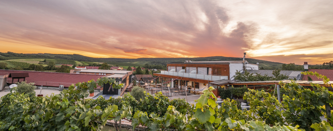 Weingut im Sonnenuntergang, umgeben von grünen Weinreben und hügeliger Landschaft.