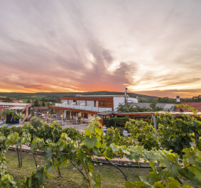 Weingut im Sonnenuntergang, umgeben von grünen Weinreben und hügeliger Landschaft.