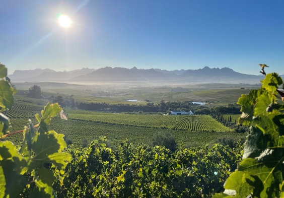 DeMorgenzon Farm through vines