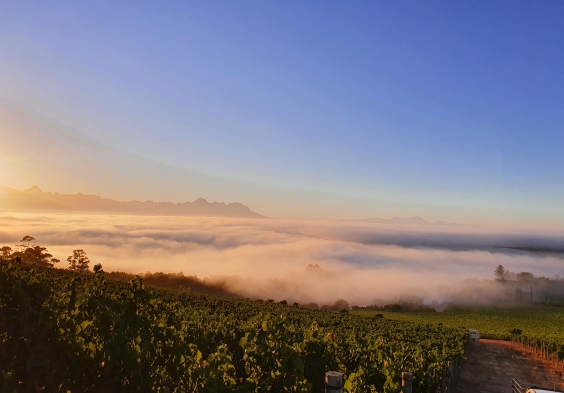 DeMorgenzon Harvest on a cool summer morning