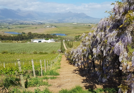 DeMorgenzon Vineyard look at winery