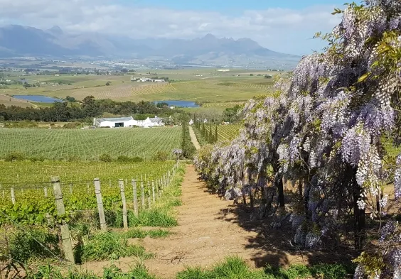 DeMorgenzon Vineyard look at winery