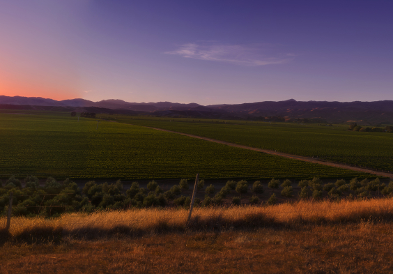 Dog Point Dawn at Dog Point