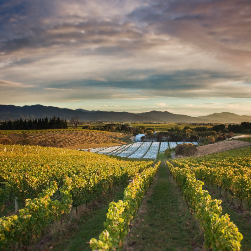 Dog Point East Ridge View