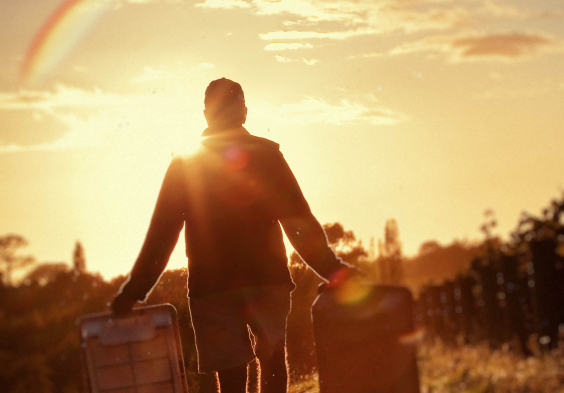 Dog Point Picking at sunrise