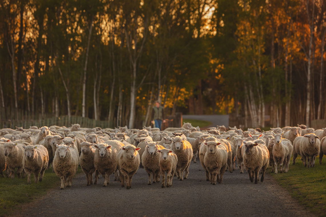 Eine große Schafherde auf einem Weg bei Sonnenuntergang.